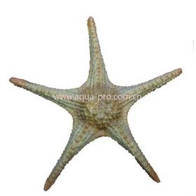 Звезда морская пластиковая «ARITIFICIAL LIVE CORAL» L410 x W410 x H80мм (BIG SIZE)